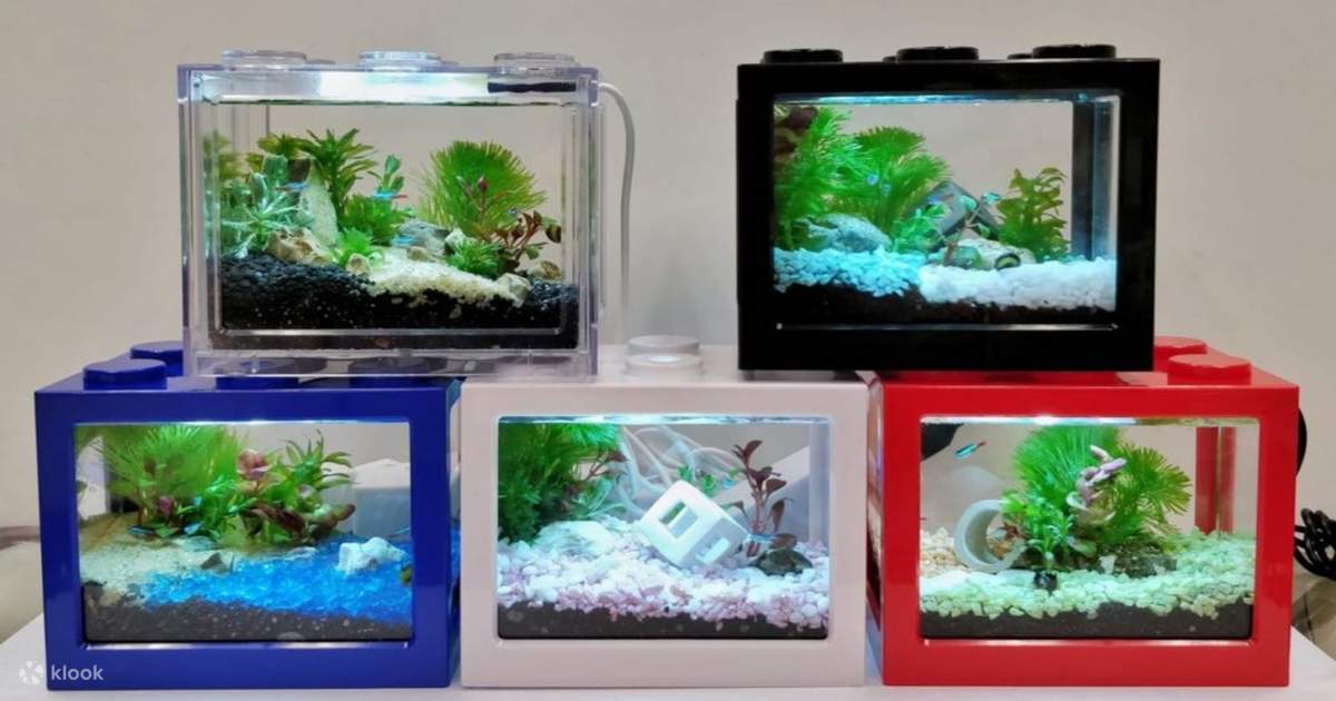 Mini best sale desktop aquarium